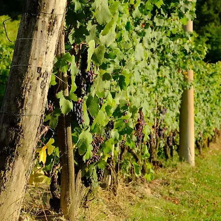 Ferrarotti Affittacamere Clavesana